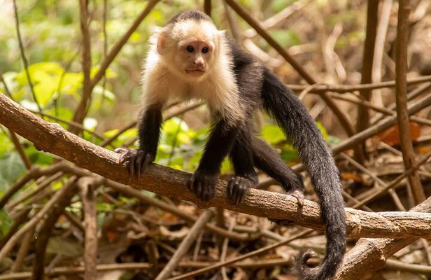 Jaco’s Wild Morning – Monkeys, Crocs & Local Flavors