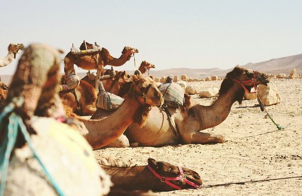 Travel To Jericho & Jordan River Half Day Tour From Jerusalem