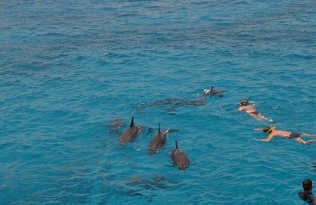 Private Speed Boat Trip in Hurghada, Swimming with Dolphins