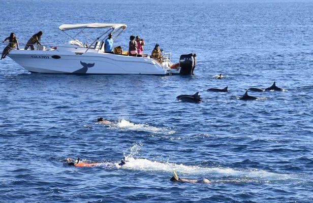 Mauritius : Dolphins Swim and Ile Aux Bénitiers with BBQ