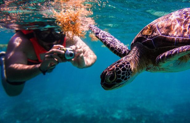 Sea turtle and cenotes half day Snorkeling Tour from Riviera Maya