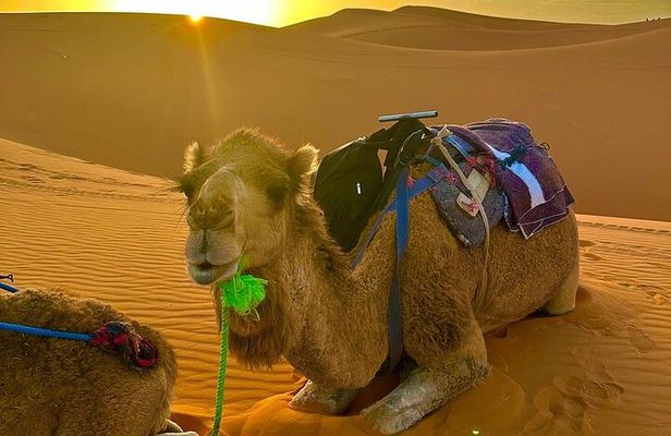 5 Day Desert Tour from Marrakech to Tangier Fes and Chefchaouen