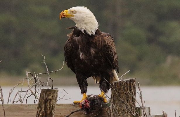 Chincoteague and Assateague Birdwatching Boat Tour