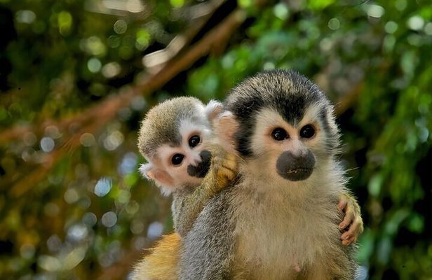 Guided Jungle Adventure with Gatun Lake Cruise
