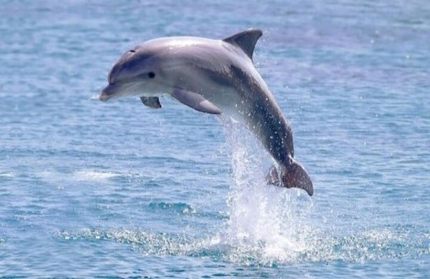 Private Speed Boat Snorkeling with Dolphins Trip - Hurghada