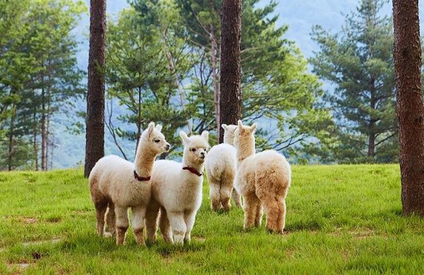 Alpaca World and Nami Island with Gangchon Rail Bike Tour