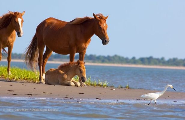 Sunset Wildlife Cruise along Assateague