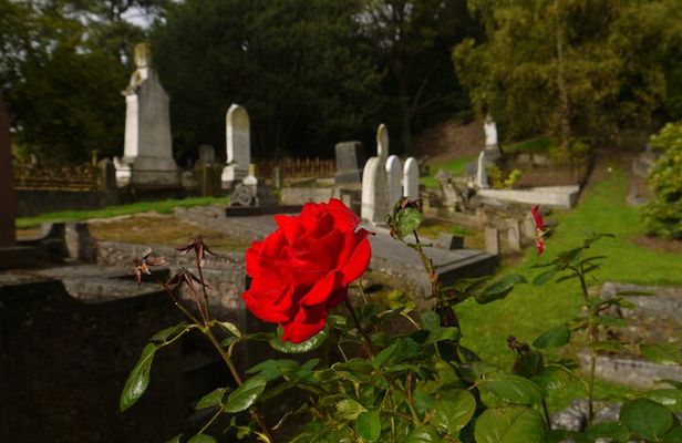 Heritage City and Larnach Castle Van tour with Historian Guide