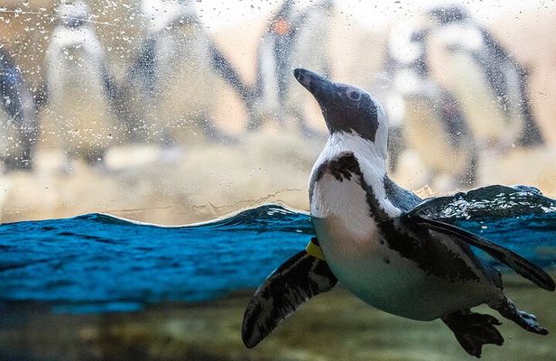 California Academy of Sciences General Admission Ticket