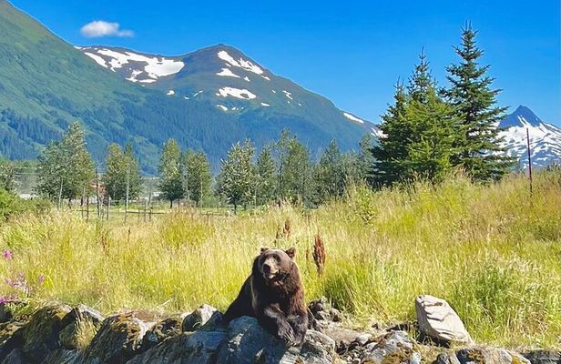 Ultimate Anchorage Summer Wildlife Tour