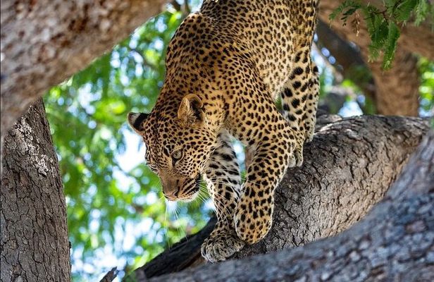 4-Day Private Lake Natron and Serengeti Wildlife Safari