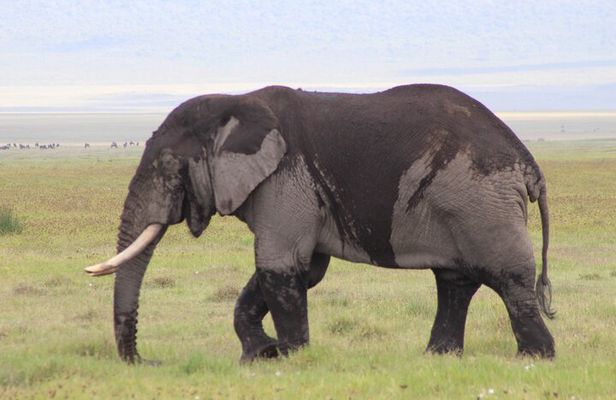  5-Days Private Tanzania Safari Tour