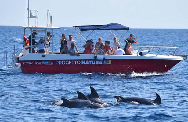Alghero - Dolphin Watching and Guided Snorkeling (summer tour)