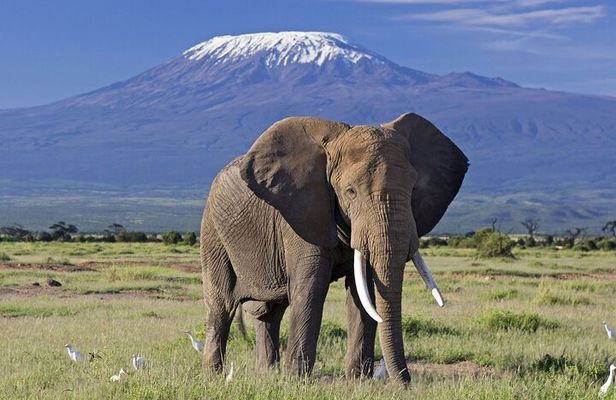 Amboseli National park group day tour from Nairobi
