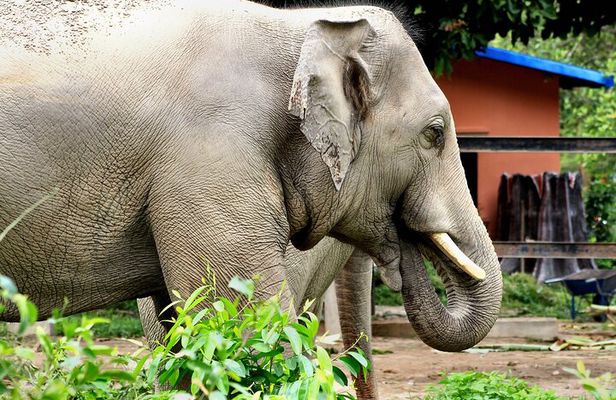 Taj Mahal with Visit to Elephant Conservation Center From Delhi