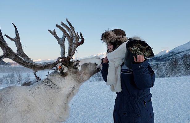 Reindeer feeding & Saami Culture