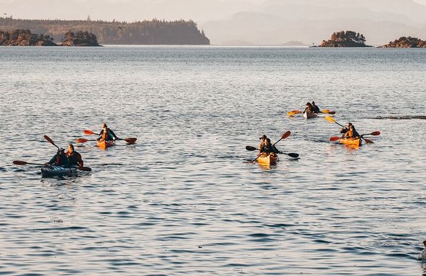 Half-Day Guided Sea Kayaking Adventure in Telegraph Cove