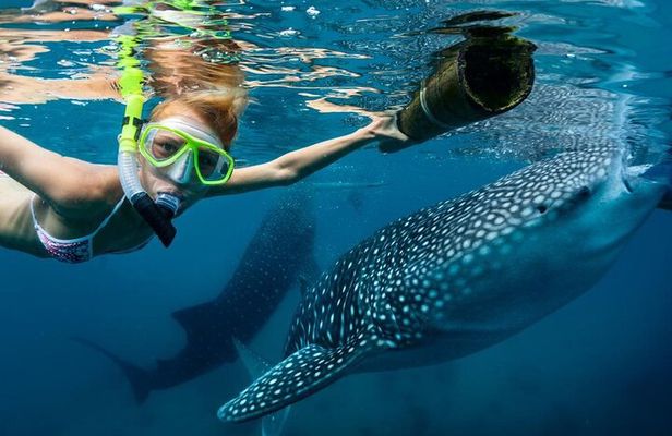Whale Shark Encounter and Sumilon Sandbar with Kawasan Falls