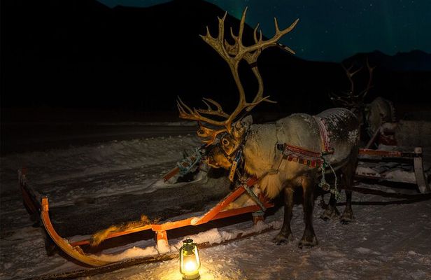 Reindeer Sledding and Feeding with Chance of Northern Lights Tromso