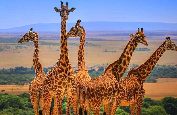 3 Days Amboseli National Park