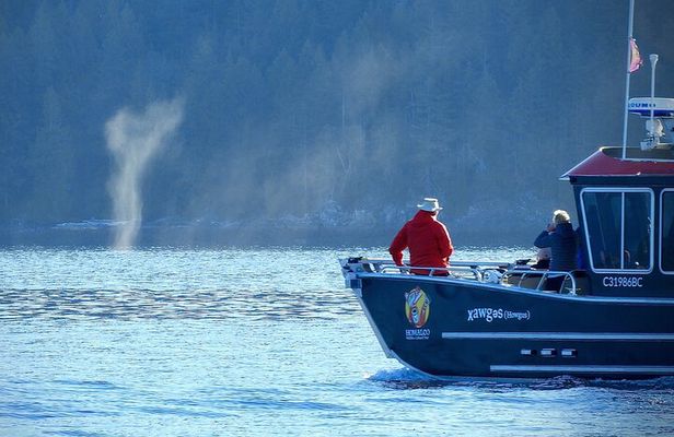 Salish Sea Whale Watching Tour in Campbell River