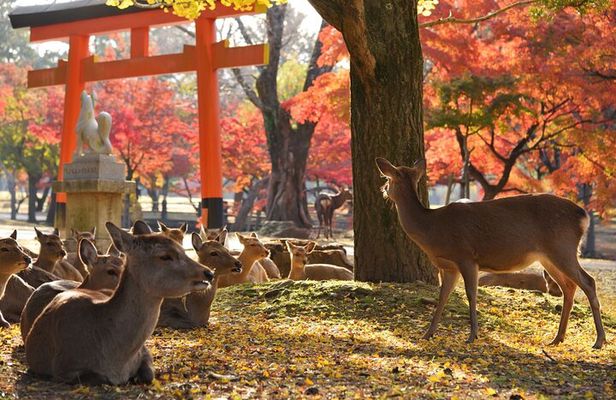 Kyoto Uji Matcha Experience & Nara Private 1-Day Tour