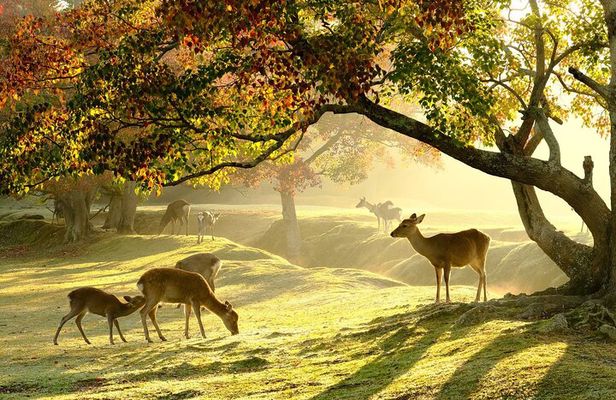 Nara Half-Day Bus Tour from Kyoto