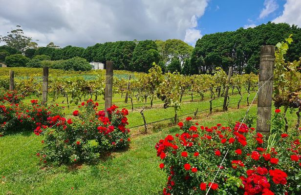 Full-Day Guided Wine Tour in Mt Tamborine From Gold Coast