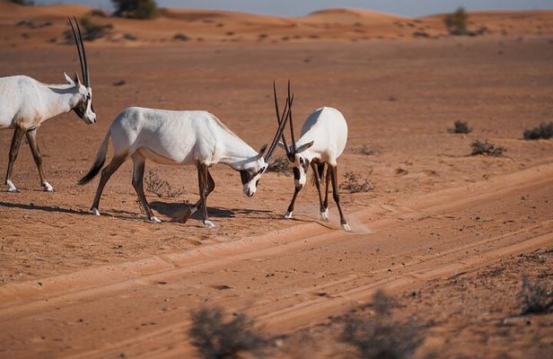 Dubai Red Dunes Safari: Dune Bashing, Camel Ride & Breakfast