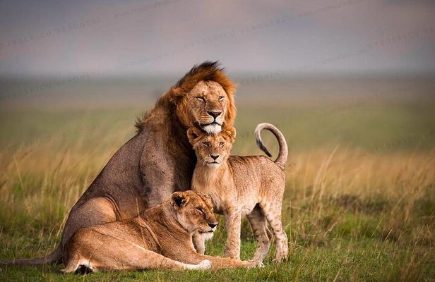 3 Days 2 Nights Maasai Mara Joining Safari Tour