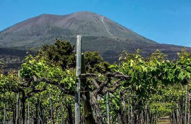 Scenic Wine Tasting & Lunch on the Slopes of Vesuvius from Naples
