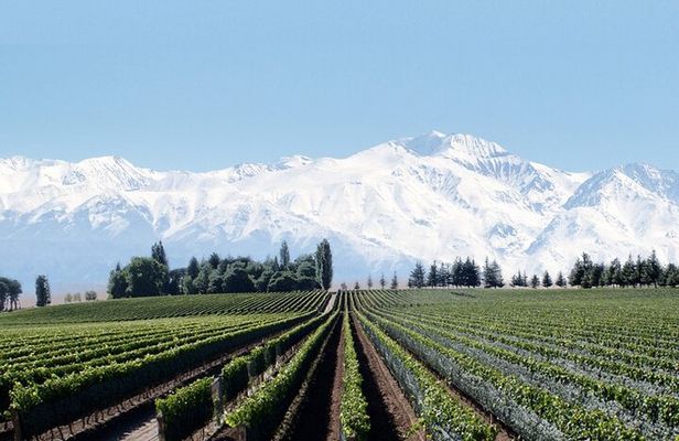 Full Day Private Guided Tour of Vinicolas de Mendoza
