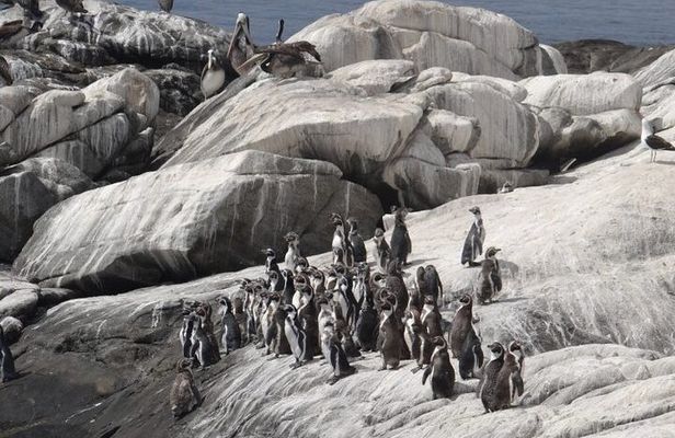 Private Valparaiso, Nautic Visit Penguins Island & Horse Riding