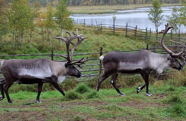 Summer Traditional Reindeer Farm Tour in Rovaniemi