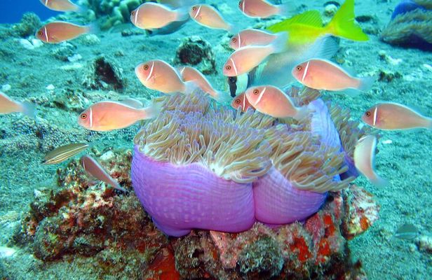 Koh Tao VIP Snorkelling Tour