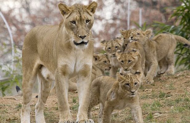 3 Days Northern Circuit Safari