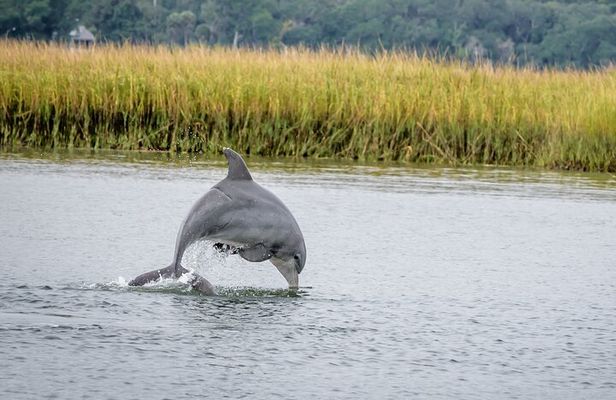 2 Hours Dolphin Eco Tour