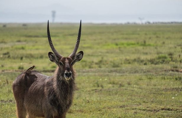  4 Days Safari to Tarangire, Serengeti and Ngorongoro