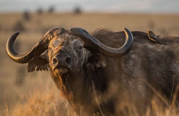 Full Day Private Tour to Arusha National Park
