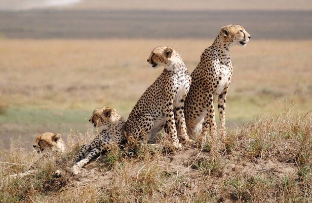 6 Days, Budget Group Safari to Masai Mara, Lake Nakuru & Amboseli