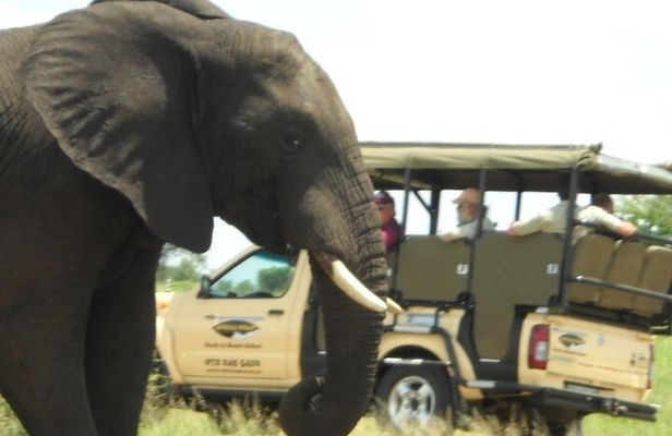 Kruger Park Safari Private Full-Day Tour from Malelane