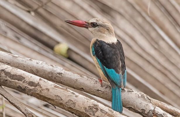 4-Days Private Tour in Nyerere National Park-Selous Game Reserve