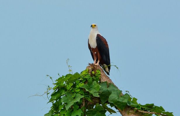 From Arusha: 11 Days famous Serengeti Inside out safari trip