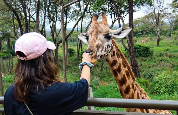 Nairobi National Park, Elephant Orphanage & Giraffe Center tour.