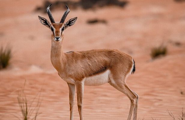 Dubai Desert Safari: Camel Ride, Sandboarding, BBQ & House Drinks