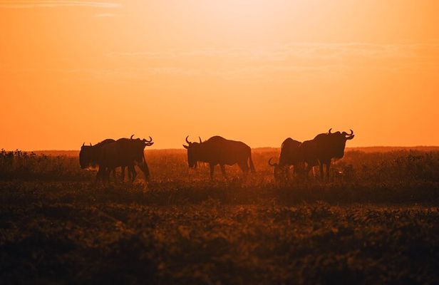 4-Day Private Luxury Safari Tour from Tanzania
