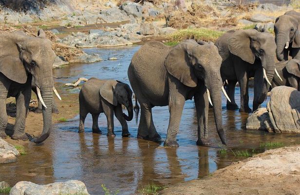 3-Day Camping Safari Tarangire, Lake Manyara & Ngorongoro crater