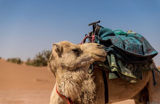 4 days trek - The legs of camels