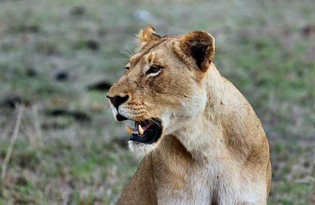 3 Days Mara Jambo Shared Safari Adventure