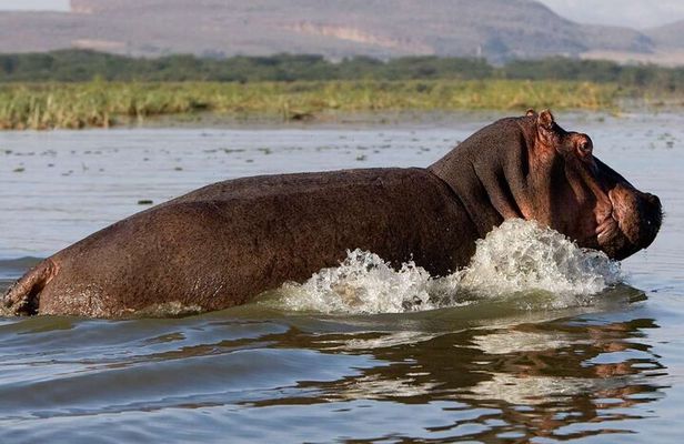 5 Days Masai Mara, Lake Nakuru & Naivasha Budget Joining Safari